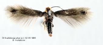 Image result for Stigmella arbusculae