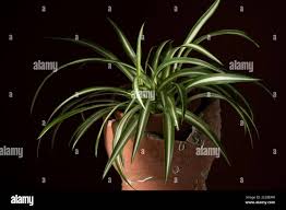 Image result for Chlorophytum gallabatense