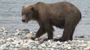 The alaska peninsula's ideal coastal surroundings and fishing habitat provide an excellent environment in which brown bears reach their highest concentration and largest size. Mcneil River Alaska Peninsula Brown Bear Hunting Youtube