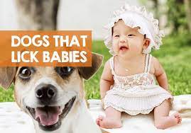 Is It Ok For A Dog Lick A Baby Dog Saliva Is Harmful To Babies