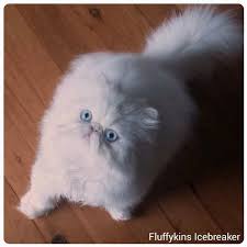 Black And White Persian Cat With Blue Eyes Fluffykins Icebreaker Blue Eyed White Persian Kitten Persian Persian Cat White Persian Show Cute Cats And Kittens Kitten Breeds White Persian Kittens