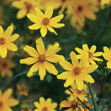 Image result for Bidens steppia