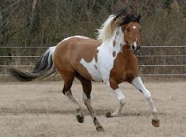 Pin On Horse Dream List