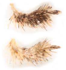 Image result for Photedes minima