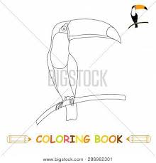 Toucan coloring page printables pinterest coloring. Children Coloring Vector Photo Free Trial Bigstock