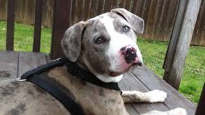 The goals and purposes of this breed standard include: Catahoula Bulldog Price Temperament Life Span