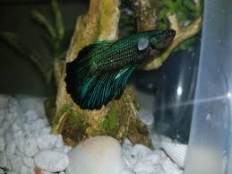 Does My New Betta Have Velvet Bettafish