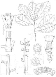 Image result for Sericanthe leonardii