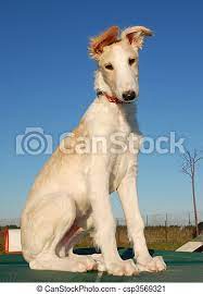 The borzoi is proud and loyal to its family. Puppy Borzoi Young Puppy Purebred Greyhoung Borzoi Or Russian Wolfhound Canstock