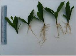 Image result for Synsepalum muelleri