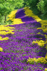 Hornveilchen Teppich Viola Cornuta Fotos Hikr Org Botanischer Garten Botanischer Garten Augsburg Landschaftsbilder