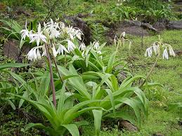 Image result for Crinum rautanenianum