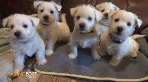 West Highland Terrier Puppies For Sale Deposits Taken