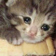Highest rated) finding avatars newest highest rated most viewed most favorited all avatars gif avatars jpg avatars png avatars min resolution: Pin De Morgan En Cat Moods Meme Gato Memes De Animales Tiernos Mascotas Memes