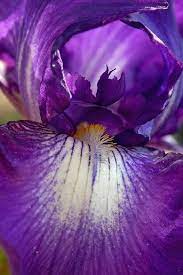 Dark Purple Iris Jpg Iris Flowers Types Of Purple Flowers Iris Flower Pictures