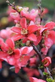 Image result for Chaenomeles japonica