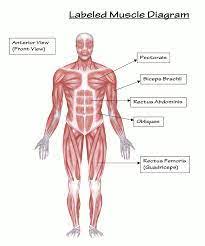 The inner side of the right leg Assessing My Muscle Disease Human Body Muscles Muscle Diagram Human Muscular System