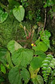 Image result for Begonia potamophila