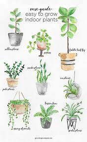 We did not find results for: A Guide To Caring For Easy To Grow Indoor Plants Including Plants Indoor Plants Jade Plants