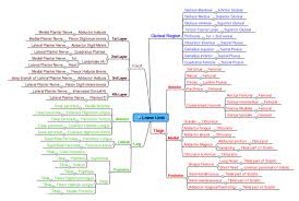 List Of Skeletal Muscles Of The Human Body Wikipedia