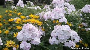 Lovely coral blooms with rosy eyes. Coral Creme Drop Phlox American Meadows