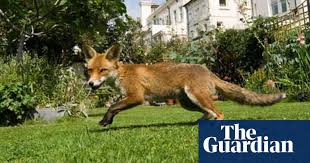 One threat is its becoming the lunch of cats and foxes. Urban Foxes The Facts And The Fiction Uk News The Guardian