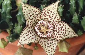 Image result for Orbea variegata
