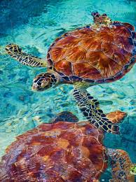 Surviving Bora Bora Sea Turtles Cyclones A Tahitian Adventure Ocean Animals Turtle Sanctuary Turtle Love