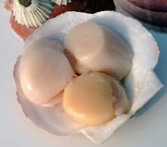 Dec 1, 2011 02:23 pm 21. Sea Scallops Stonington Seafood