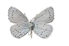 Image result for Celastrina argiolus
