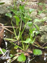 Image result for Pontederia crassipes