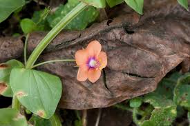 Image result for Lysimachia arvensis