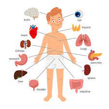 The study of the human body involves anatomy, physiology, histology and. Diagram Computer Parts Diagram For Kids Full Version Hd Quality For Kids Printerdiagram Cefalubb It