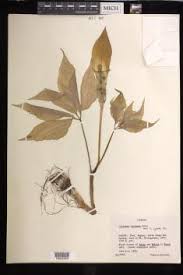 Image result for Arisaema mildbraedii