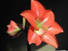 Make Amaryllis Flowers Last Longer Amaryllis Plant Amaryllis Flowers Amaryllis