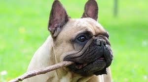 A dog's antibodies can become hypersensitive when your dog comes into contact with the allergen that my frenchie is 2years old and have the same symptoms! French Bulldog Price Temperament Life Span