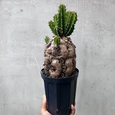 Image result for Euphorbia mlanjeana