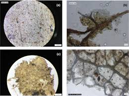 Image result for Strephonema mannii