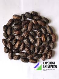 Image result for Pycnanthus