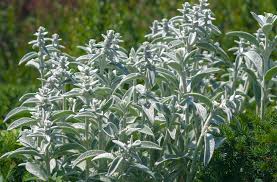 Check spelling or type a new query. 16 Silver Foliage Plants To Brighten Your Landscape