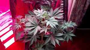 Led 90w Ufo Grower Ch Alles Uber Hanf Fur Den Medizin