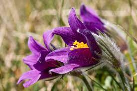 Pasqueflower Pulsatilla Vulgaris Therfield Heath Hertfo Flickr