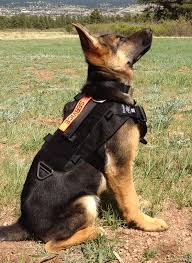 To keep your german shepherd puppy healthy, provide him with daily, vigorous exercise. Pin On Beautiful Dogs