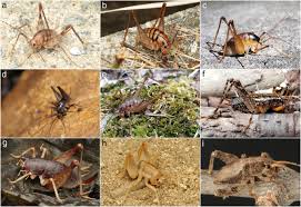 Image result for Carpodiptera africana