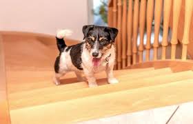 Dog and cat stool (poop) can contain giardia germs and may make people sick even when the pet appears healthy. Is It Ok For My Dog To Use The Stairs At Home Canine Arthritis Resources And Education