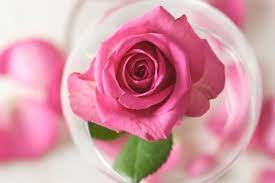 Crystal Beauty Water To Raise Your Vibration Rose Water Making Rose Water Beautiful Flowers