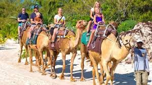 Horseback riding tour from cancun and playa del carmen. Pin On Good Ideas