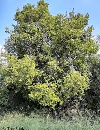 Image result for Celtis africana