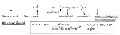 เหงือก (gill) เป็นพื้นที่หายใจของสัตว์น้ำหลายประเภทตั้งแต่สัตว์ใหญ่ เช่น ปลา ไปจนถึง กุ้ง หอย ปลาดาว Https Www Bodin Ac Th Home Wp Content Uploads 2018 06 Act 5 Pdf