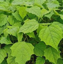 Image result for Gmelina